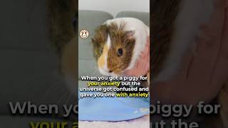 You and I are meant to be😘🐹 GuineaDad guineapig funny shorts funny pet guineapigcage [upl. by Wolpert]