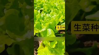 生菜种植技巧 种菜 garden gardening gardentips 科普 [upl. by Tamarah663]