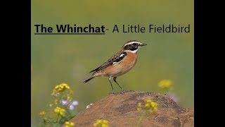 Whinchat Wonders  A Smalll Fieldcritter [upl. by Nas780]