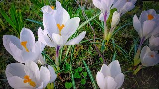 Crocuses are blooming Spring came Bernardine Garden Vilnius city 🌹 [upl. by Lucian324]