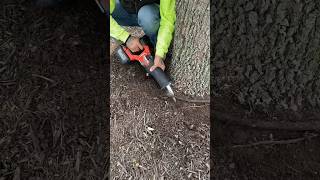 Tree Killer Girdling Roots treecare treework healthcare girdlingroots roots treehealth [upl. by Rdnaskela]