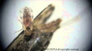 Yajun Ma amp al  2013 A video clip of the biting midge Culicoides anophelis ingesting blood from an [upl. by Wake]