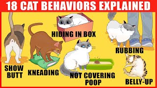 18 Strangest Cat Behaviors Explained [upl. by Aiceled]