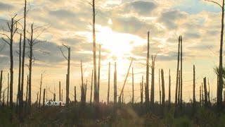 Deer population challenges effort to rebuild Bastrop State Park [upl. by Ignacio]