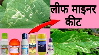 leaf miner insect control  best chemical for leaf miner insect [upl. by Irret]