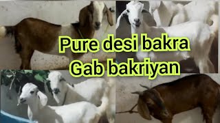 9052789187 sabse sasta desi bakra gab bakriyan for sale in shalibanda hyd recommended [upl. by Karalee]