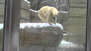 Baby Gorilla Kajolu climbing  Munichs Polar Bears Giovanna and Yoghi love the cold and the snow [upl. by Halet]