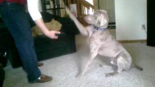 Weimaraner Tricks [upl. by Jania]