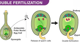 Double fertilization class 12 Botany LearnQuest [upl. by Victor]