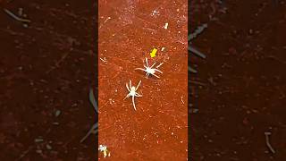 I Saved 4 Baby Spiders 🕸️🕷️ spider ytshorts pets animals insects fish [upl. by Davida48]