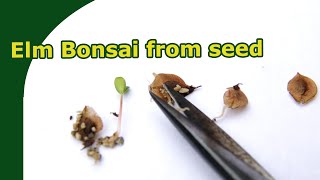 Recognizing and germinating Elm seeds  Start bonsai from Seed [upl. by Akeemahs]