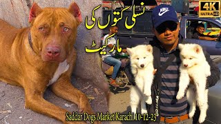 Saddar Dogs Market Karachi 10122023  German Shepherd Husky Pit bull Dogs  جميع سلالات الكلاب [upl. by Atnuahc627]