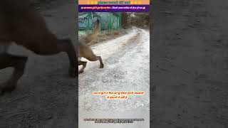 इस वफादार कुत्ते 🐕‍🦺 ने कुछ ऐसा कर दिया जिससे उसका मालिक भी हैरान हो गया 😱🙏 animal animals dog [upl. by Dyana]