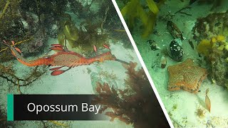 Opossum Bay Weedy Sea Dragon  Freediving in southern Tasmania [upl. by Julissa315]