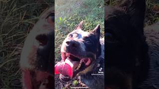 Motivation funnyanimal clumsypets doglover amusingpets dogowner clevercanines petowner [upl. by Flor891]