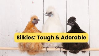 The Silkie Chicken Obsession Explained [upl. by Christel]