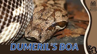 DUMERILS BOA Description Care and More Acrantophis dumerili [upl. by Eladnwahs]