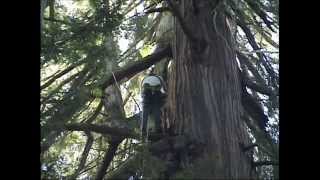 Reynolds Triple Redwood Tree Climbing with Crossbow Linesetting [upl. by Abraham37]