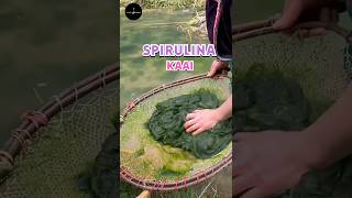 Spirulina Superfood science sciencefacts [upl. by Bunow622]