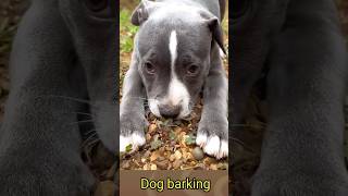 Dog barking sounds for dogs 🐕155kviralshorts [upl. by Araht134]