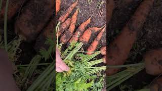 Carrot All About Winter Storage Let’s Dig In [upl. by Arret]