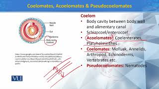 Coelomates Acoelomates amp Pseudocoelomates  Principles of Systematics  ZOO511TTopic196 [upl. by Oloap]