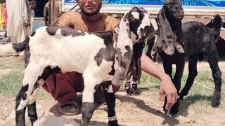 Bakra mandi sahiwal update sada Bahar Bakra tv par 03130003101 [upl. by Naanac]