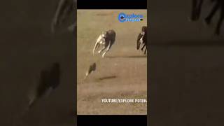 Super Speed Racing Dogs Challenge Hare in the field  Hunting Dog vs Rabbit teamdog [upl. by Gnut939]