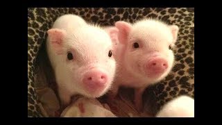 CUTE BABY PIGS COMPILATION 2018 2  Just Animal Videos [upl. by Akimad]