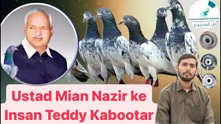 Insan Teddy of Ustad Mian Nazir  Original Teddy Kabootar Breed of Mian Nazir  Record of Jeth Bazi [upl. by Rosio]