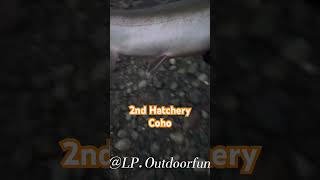 2nd hatchery Coho bites sportfishing bcfishing addicted chilliwack [upl. by Vange]