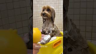 Valuta il mio bagnetto da 1 a 5 🛀🐥 dogbath maltipoo bathtime [upl. by Harrison208]