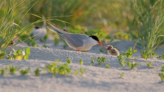 Still Hungry  A Tern Chicks Bottomless Stomach [upl. by Sewell419]