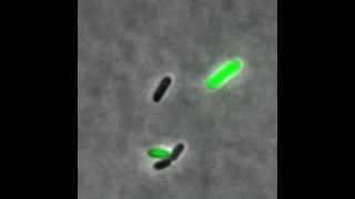 Phage lambda  showing lytic and lysogenic pathways [upl. by Ana560]