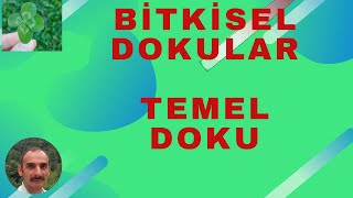 BİTKİLER BİTKİSEL DOKULAR  TEMEL DOKU [upl. by Ahsinam]