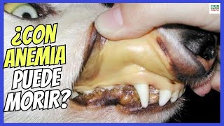 🆘 ¿UN PERRO CON ANEMIA PUEDE MORIR 🆘 SÍNTOMAS Y TIPOS DE ANEMIA EN PERROS [upl. by Coriss166]