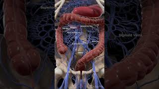 Veins of the small and large intestine anatomy 3dmodel [upl. by Beore]