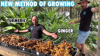 A Revolutionary New Method of Growing Ginger and Turmeric [upl. by Randal]