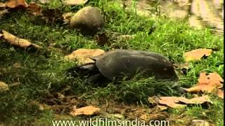 Turtle in Corbett Park [upl. by Eisaj]