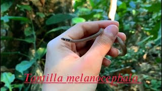 Tantilla melanocephala  guarda caminos serpiente de cabeza negraserpientescolombia [upl. by Niboc]