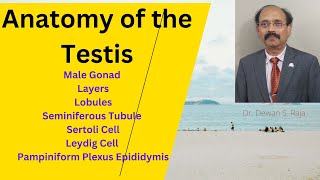 Anatomy of Testis [upl. by Anitnatsnoc859]