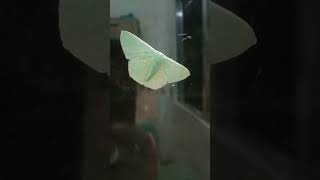 green butterfly  callophrys rubi  island born official viral shorts [upl. by Anisah]