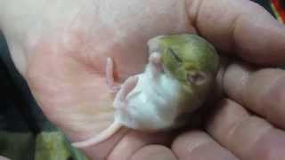 Baby Fat Tailed Gerbil  Duprasi Having A Wash  CUTE [upl. by Zuleika]