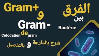 coloration de gram  Gram  Gram شرح باللغة العربية biologie gram biologiecellulaire [upl. by Robi485]