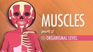 Muscles Part 2  Organismal Level Crash Course Anatomy amp Physiology 22 [upl. by Ashlen4]