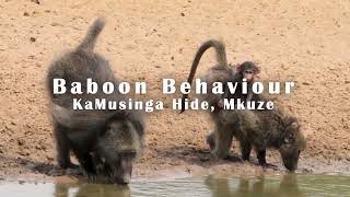 Baboon Behaviour KaMusinga Hide Mkuze Game Reserve [upl. by Iormina]