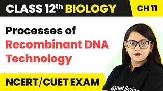 Processes of Recombinant DNA Technology  Class 12 Biology Chapter 11 202223 [upl. by Iramaj]