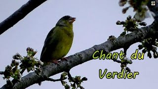 Chant du verdier dEurope  Chants doiseaux [upl. by Shaylyn510]