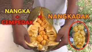 PESONA NANGKADAK SUPER ORANYE  Bukan nangka biasa [upl. by Eenahc]