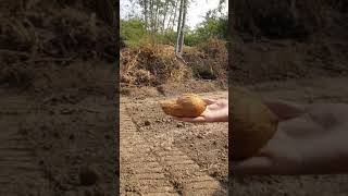 Dowsing An Ancient technique to find ground water Live on Camera [upl. by Llenra619]